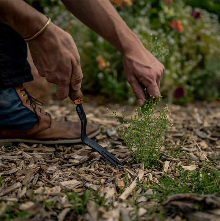 Walnut Dandelion Weeding Fork - Barebones