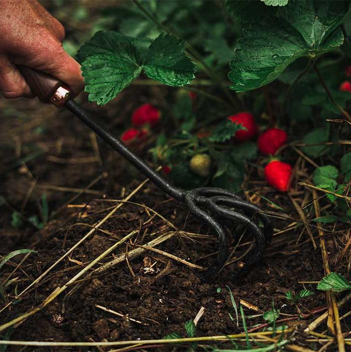 Walnut Cultivator - Barebones